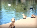 ducks2